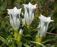 Gentiana algida