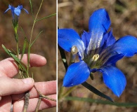 Gentiana autumnalis