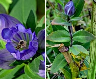 Gentiana catesbaei