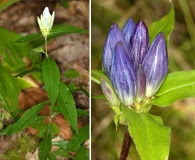 Gentiana decora