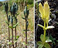 Gentiana glauca