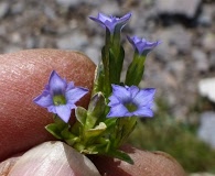 Gentiana prostrata