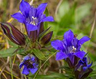 Gentiana puberulenta