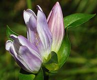 Gentiana rubricaulis