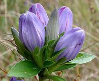 Gentiana saponaria