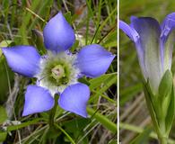 Gentiana setigera