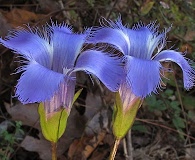 Gentianopsis crinita