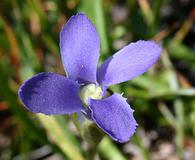 Gentianopsis simplex