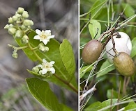 Geobalanus oblongifolius