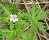 Geranium bicknellii