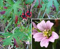 Geranium carolinianum