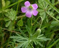 Geranium columbinum