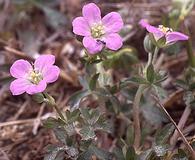 Geranium core-core