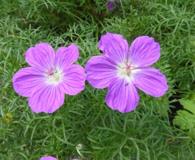 Geranium incanum