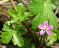 Geranium lucidum