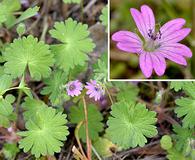 Geranium molle