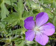 Geranium oreganum