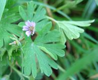 Geranium pusillum