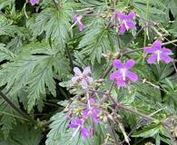 Geranium reuteri