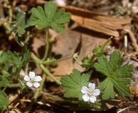 Geranium solanderi