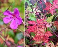 Geranium yeoi
