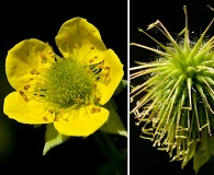 Geum aleppicum