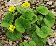 Geum calthifolium