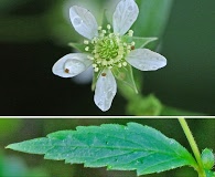 Geum canadense