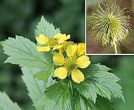 Geum macrophyllum