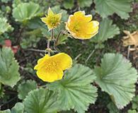 Geum peckii