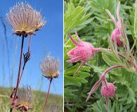 Geum triflorum