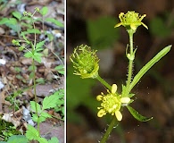 Geum vernum