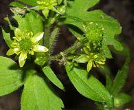 Geum virginianum