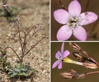 Gilia aliquanta