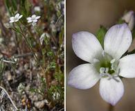 Gilia angelensis