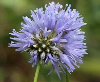 Gilia capitata