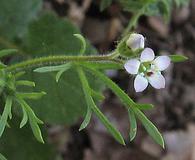 Gilia clivorum