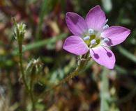 Gilia diegensis