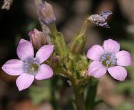 Gilia flavocincta