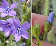 Gilia nevinii