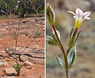 Gilia ophthalmoides