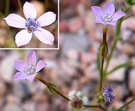 Gilia scopulorum