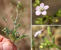 Gilia sinuata