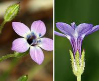 Gilia transmontana