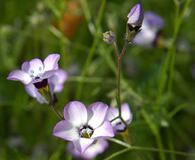 Gilia tricolor