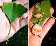 Ginkgo biloba