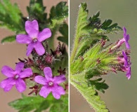 Glandularia pumila