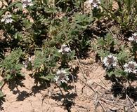 Glandularia quadrangulata