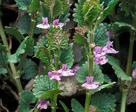 Glechoma hederacea