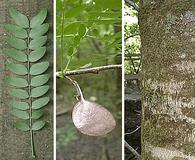 Gleditsia aquatica